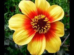 Dahlia Flower Hindi Meaning Best Flower Wallpaper