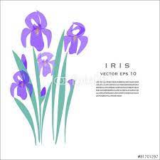 Vector Illustration Iris Spring Flower Greetingcard Garden Flora Floral Iris Flowers Flower Graphic Iris