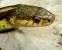 Garter Snake Cute