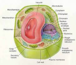 Check spelling or type a new query. Gambar Sel Hewan Dan Tumbuhan Brainly Co Id