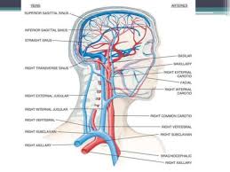 It begins in the posterior compartment of the jugular foramen, at the base of the skull. Which Veins Are You Most Likely To Bleed To Death From If Cut Quora