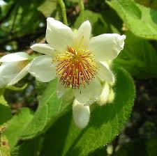 Image result for Sparrmannia africana