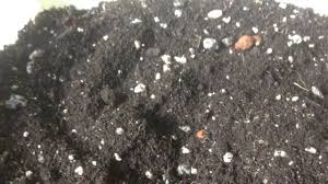 The difference between perlite and vermiculite is that it is defined that vermiculite mixes with soil and is utilized for the increase of the humidity retention analyzing perlite vs vermiculite, we define that they have two different purposes. The Ultimate Diy Organic Potting Soil Mix Part 5 Soil Lighteners Perlite Vermiculite Rice Hulls Youtube