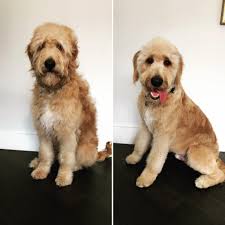 Teacup goldendoodle and mini goldendoodle puppies for sale. The Ultimate Labradoodle Haircut Guide Labradoodles Dogs