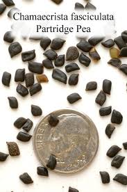 Image result for Chamaecrista polytricha