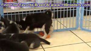 Try the craigslist app » android ios cl. Craigslist Owensboro Kentucky Pets Dogs