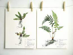 Imron aviation series (formerly known as dupont imron) axalta aerospace coatings we may be able to help with other imron color request's. Herbarium Deckblatt Pinterest