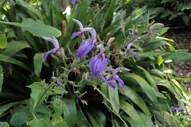 Image result for Brillantaisia owariensis