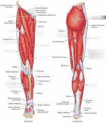 Leg muscle anatomical structure, labeled front, side and back view diagrams. Muscles Of The Hip And Lower Limb Diagram Quizlet