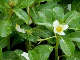 Image result for Ludwigia adscendens