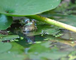 Your potted plants deserve the best organic potting soil. Welcome Frogs Into Your Garden Build A Frog Pond Loudoun Wildlife Conservancy