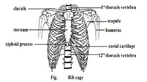 Located in the rib cage, this muscle keeps the shoulder blade against the chest wall and helps rotate the shoulder blade. Rib Cage Human Skeletal System