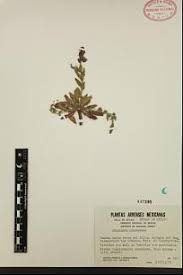 Image result for Oenothera tetraptera