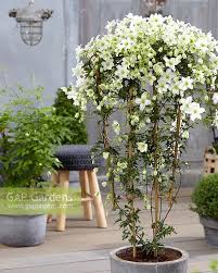 1 x evergreen clematis 'avalanche' plant 2l pot 55 cm tall on frame. Clematis Avalanche Stock Photo By Visions Image 0714622