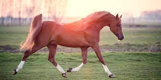 Arabian Horse Origin Characteristics Types And Prices Helpful Horse Hints