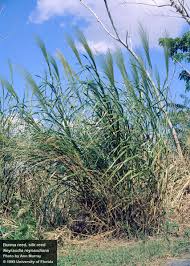 Image result for Rungia paxiana