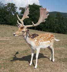 This Is A Male Stagg Fallow Deer These Antlers Are Quite Different From The Common Horns Of Deer The Caribou Have Somewhat Alageyik Hayvanlar Alemi Hayvanlar