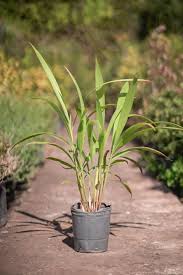 Image result for Setaria poiretiana