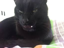 What causes a cat s upper lip to swell. Cat Has Swollen Lower Lip Pictures Included Thecatsite