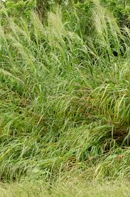 Image result for Nesaea rautanenii