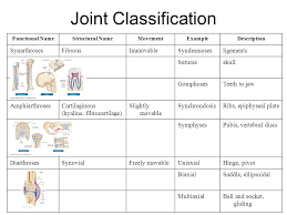 articulations joints ppt video online download