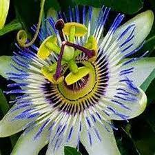 Passiflora incarnata has a long history of. 12 Seeds Blue Passion Flower Passiflora Caerulea Fruit Plant Buy Products Online With Ubuy Lebanon In Affordable Prices B06xk7wmz3