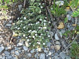 Image result for Euploca katangensis