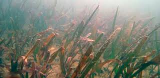 Image result for Cymodoceaceae