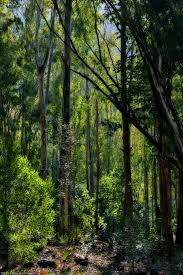 Black River Gorges National Park Mauritius Africa By Rob Millenaar Mauritius Island Mauritius Travel National Parks