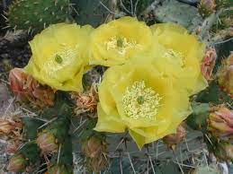 Cottonwoods, cacti, juniper trees, ponderosa pines, many wildflowers, and even. Cacti Desert Succulents Zion National Park U S National Park Service