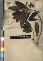 Image result for Terminalia sericea ×  trichopoda