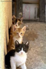 Die Besten Lustige Katzen Und Katzchen Baby Cats Cats Kittens