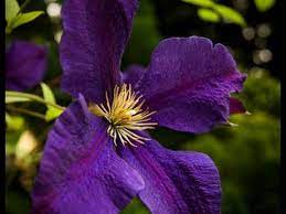 Group 1 or code 1 contains the clematis that blossom early in the season on last year's growth. How To Prune Group 3 Clematis Youtube