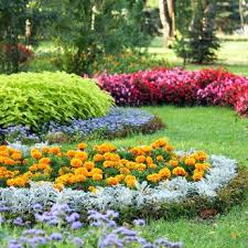 A Garden With The Dusty Miller Plant Showing Off The Others Flower Landscape Beautiful Flowers Garden Plants