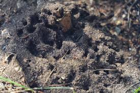 Jul 15, 2021 · the same is true for ant hills. How To Get Rid Of Ant Hills From Your Lawn Five Ways Express Co Uk