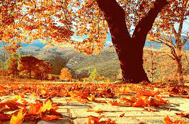 Eja - Vjeshtë #vjeshtë #vjeshte #vjeshtë🍂 #vjeshtenegjirokaster #autumn  #autumn #autumn🍁 #autumnvibes #autumncolors 👍🙏 | Facebook