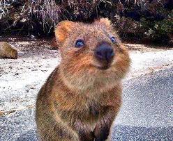 Quokka Australia Wa Happy Heisalwayshappy Wanthim Cute Smile Happy Animals Smiling Animals Quokka