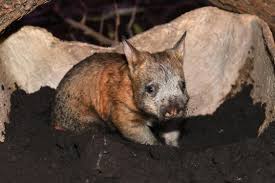 Image result for Southern hairy-nosed wombat