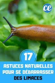 17 Astuces Naturelles Pour Se Debarrasser Des Limaces Rapidement