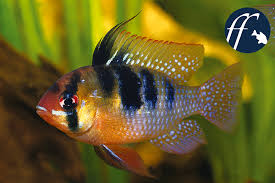 Dieser buntbarsch wird etwa 8 cm groß. Seit Seiner Ersteinfuhr Ist Der Schmetterlingsbuntbarsch Nicht Mehr Aus Den Aquarien Verschwunden Obwohl Es Wahrhaft Pflegeleichtere Fische Gibt Und Ein Anfanger In Sachen Aquaristik Mit Den Pflegeanspruchen Der Art Oft Uberfordert Ist