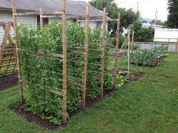 Here's my walk through on how to plant peas! Pin On Garden