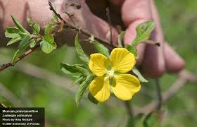 Image result for Ludwigia octovalvis