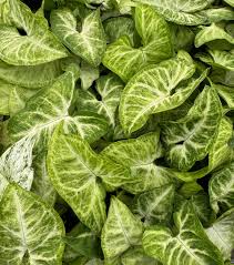 Image result for Synsepalum revolutum