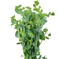 Image result for Bupleurum