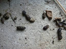 Ratten- oder Igelkot? - wer-weiss-was.de