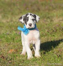 Maybe you would like to learn more about one of these? Country Boys Great Danes Great Dane Great Dane Breeders Great Dane Puppy
