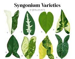 Variegated Philodendron Varieties Plant Identification Chart Digital Download In 2021 Plant Identification Chart Plant Identification Plant Leaf Identification