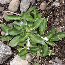 Weeds with white flowers in lawn. Common Lawn Weeds Identification And Treatment