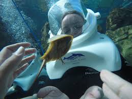 We did the dolphin swim and the elite cabana package and will do both again when we go back. Discovery Cove Florida What To Expect