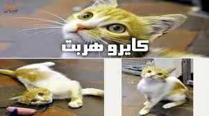 كايرو هربت سافر
